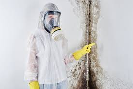 Best Black Mold Removal in USA